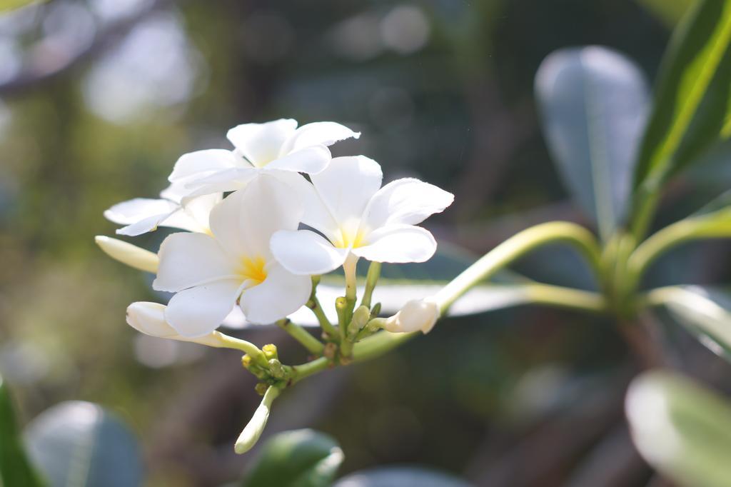 Amaranta Classic Retreat Bambaragaleyaya ภายนอก รูปภาพ